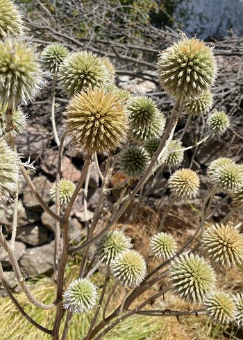 Diğer Pampas, Kurutulmuş Dekoratif Çiçek