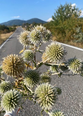 Beden kahverengi Renk Pampas, Kurutulmuş Dekoratif Çiçek