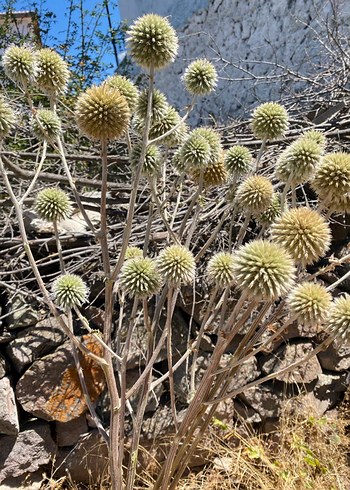 Beden Pampas, Kurutulmuş Dekoratif Çiçek