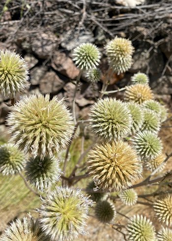 Pampas, Kurutulmuş Dekoratif Çiçek