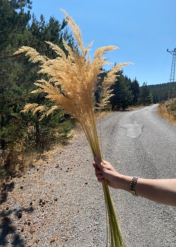 Pampas, Kurutulmuş Dekoratif Çiçek