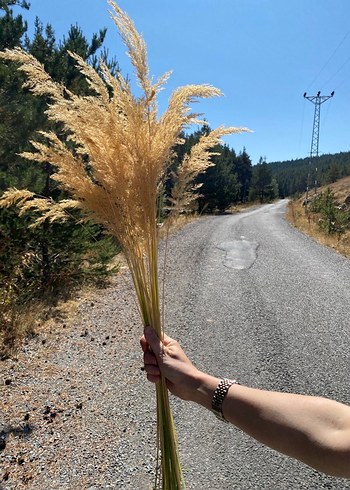 Diğer Pampas, Kurutulmuş Dekoratif Çiçek