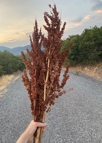 Pampas, Kahverengi Kuru Çiçek Demeti