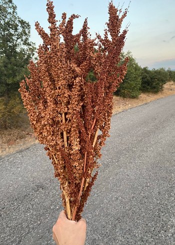 Diğer Pampas, Kahverengi Kuru Çiçek Demeti