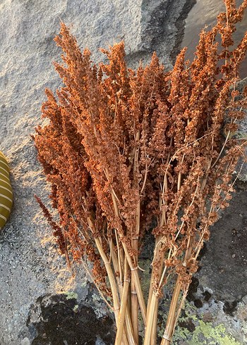 Beden Pampas, Kahverengi Kuru Çiçek Demeti