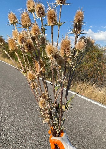 Diğer Pampas, Dekoratif Kurutulmuş Çiçek
