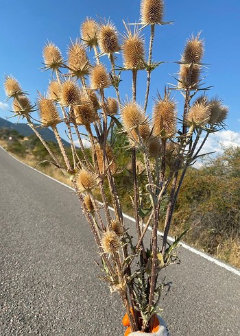  Beden Pampas, Dekoratif Kurutulmuş Çiçek
