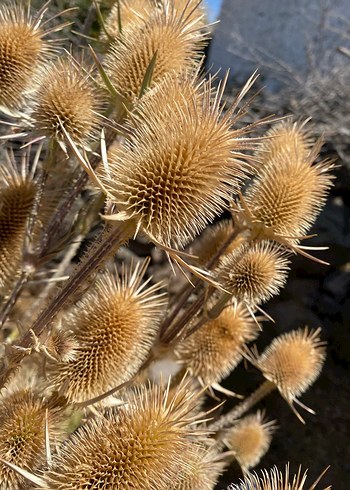 Pampas, Dekoratif Kurutulmuş Çiçek
