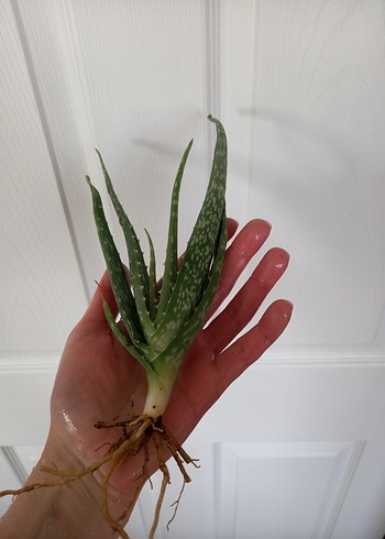 Aloe Vera Bitkisi - Görsel 4