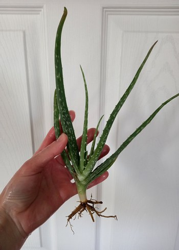 Aloe Vera Bitkisi - Görsel 2