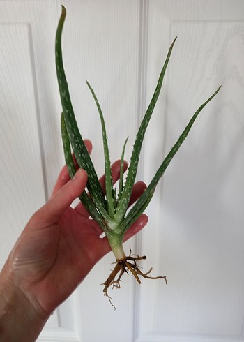 Aloe Vera Bitkisi - Görsel 6