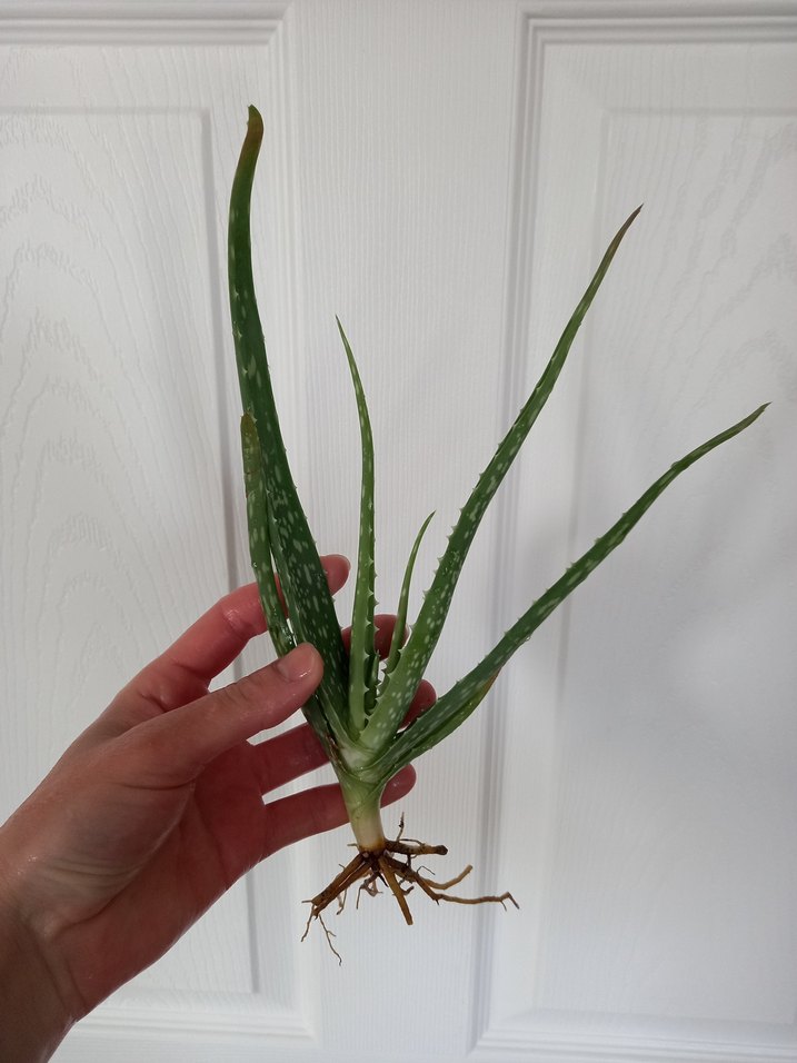 Aloe Vera Bitkisi - Görsel 3