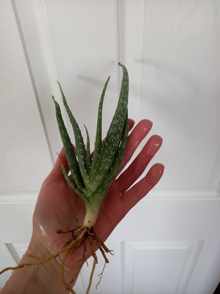 Aloe Vera Bitkisi - Görsel 4