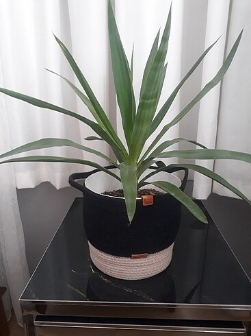 Yucca canli cicek