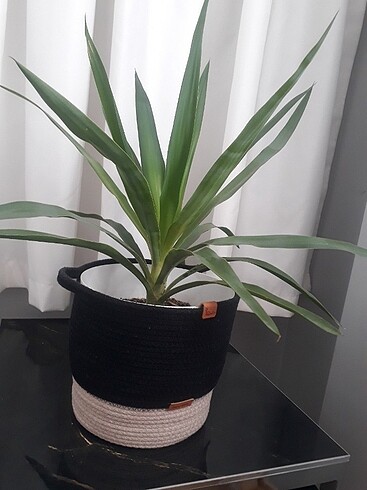 Ikea Yucca canli cicek