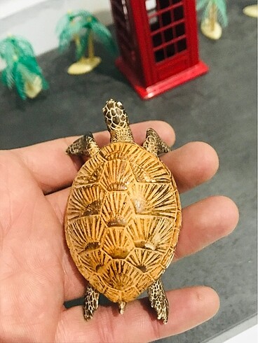  Beden Renk Figür kaplumbağa