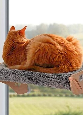 Kedi balkonu