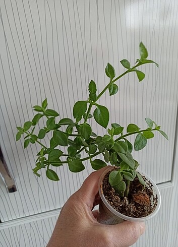  Beden çeşitli Renk Buz Çiçegi 