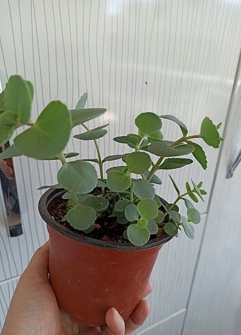 Beden Sedum Sieboldi 