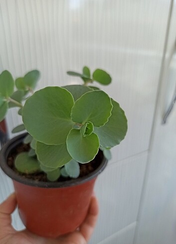 Diğer Sedum Sieboldi 