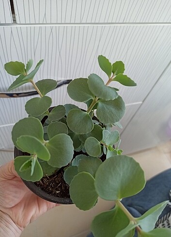 Sedum Sieboldi 