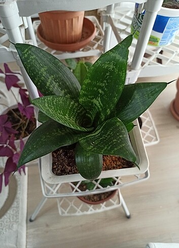 Sansevieria Zeylanica