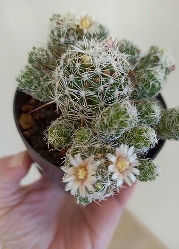 Mammillaria Gracilis