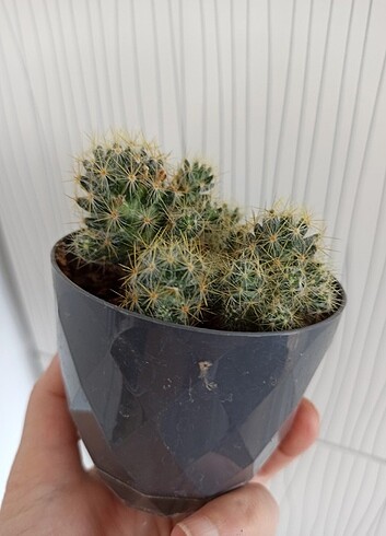 Diğer Mammillaria Prolifera Kaktüs