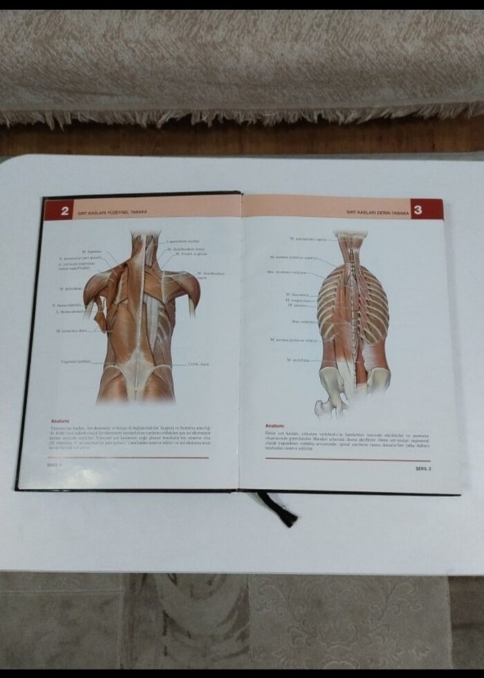 Morton İnsan anatomi atlası  - Görsel 3