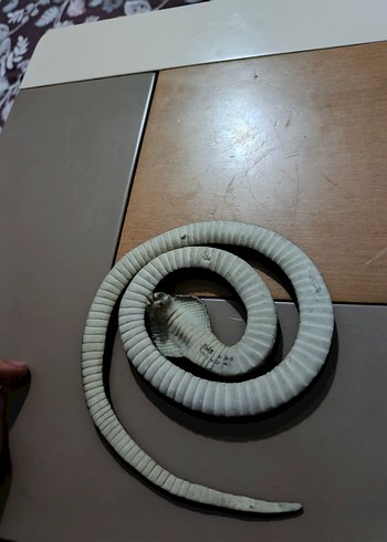 plastik yılan - Görsel 3