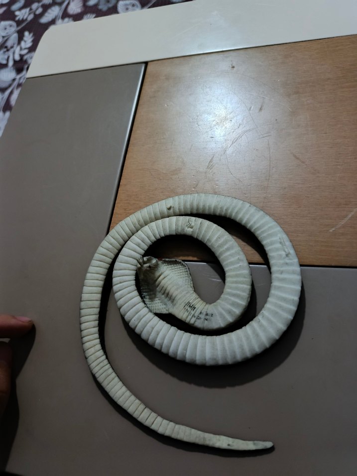 plastik yılan - Görsel 3