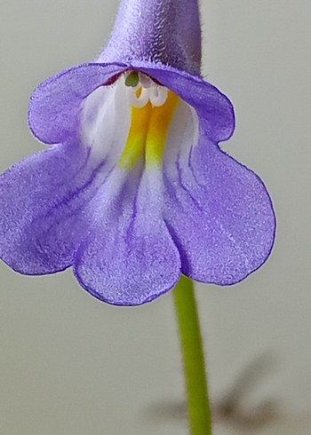 prumulina