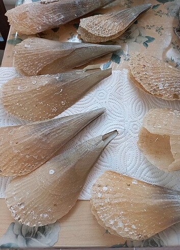 #deniz tarağı #aksesuar #akvaryum  - Görsel 6