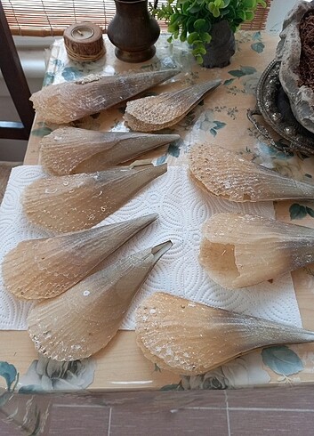 #deniz tarağı #aksesuar #akvaryum  - Görsel 7