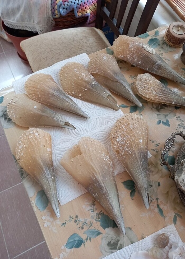 #deniz tarağı #aksesuar #akvaryum  - Görsel 2