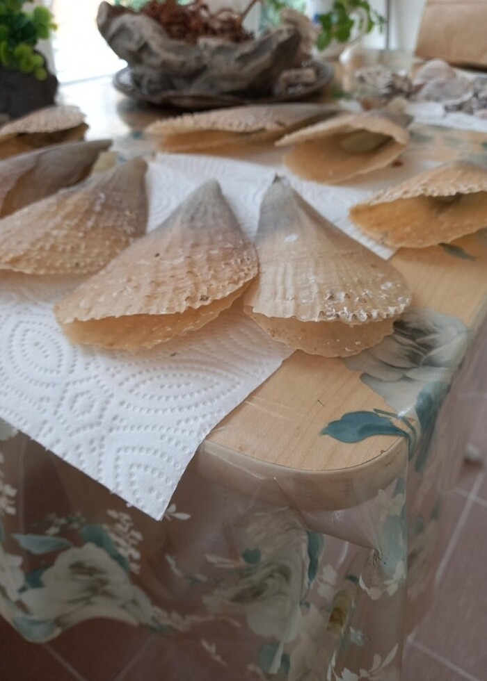 #deniz tarağı #aksesuar #akvaryum  - Görsel 3