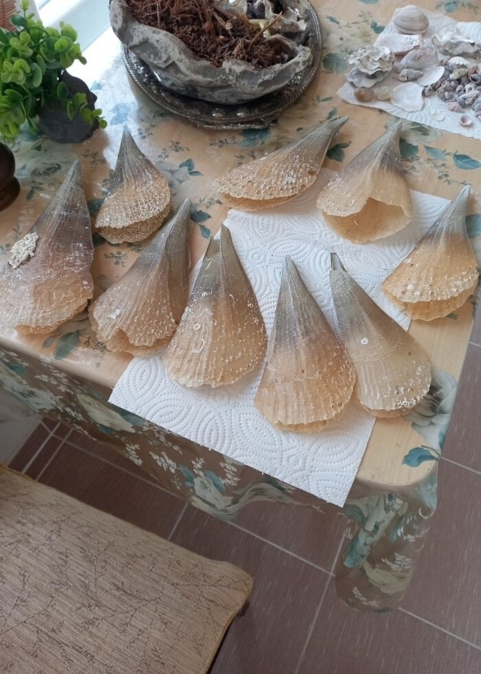 #deniz tarağı #aksesuar #akvaryum  - Görsel 4