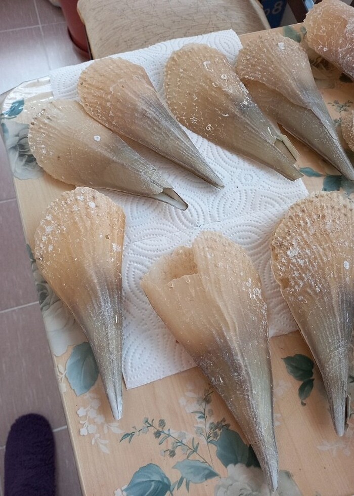 #deniz tarağı #aksesuar #akvaryum  - Görsel 5