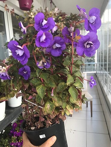 Achimenes Vie en bleu rizom