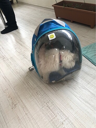 Kedi taşıma çantası