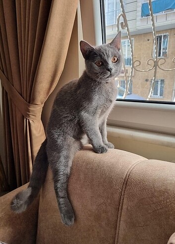 Beden Renk Kedi dobi