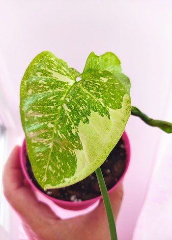 Beden yeşil Renk Syngonium panda Epipremnum Cebublue ikili