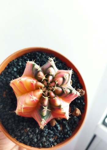 Gymnocalycium