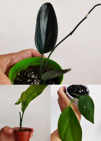 Scipdapsus dark syngonium mojito Epipremnum Cebublue