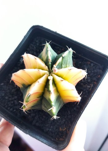 Beden Gymnocalycium