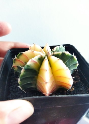 Gymnocalycium