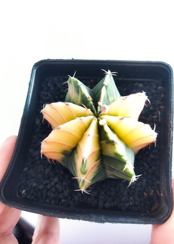 Çiçek Gymnocalycium
