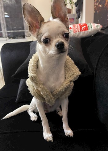 Beyaz Nakışlı Kürk Detaylı Köpek Montu - Görsel 3