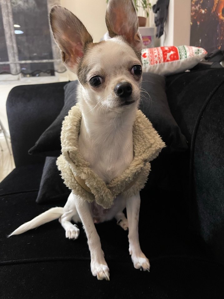 Beyaz Nakışlı Kürk Detaylı Köpek Montu - Görsel 3