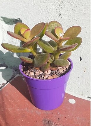 ovata( para ve bereket çiçeği